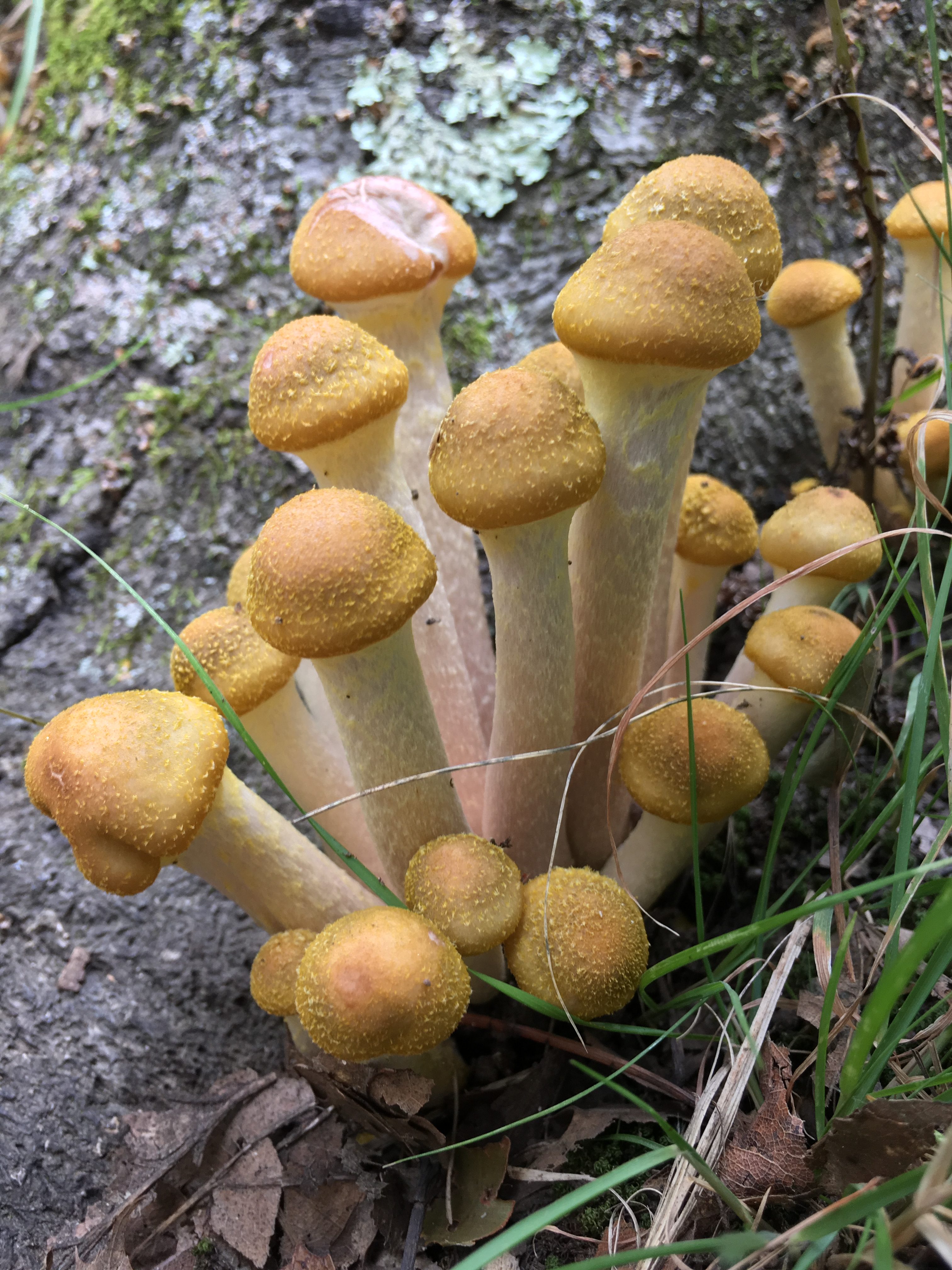 Shrooms!!!
