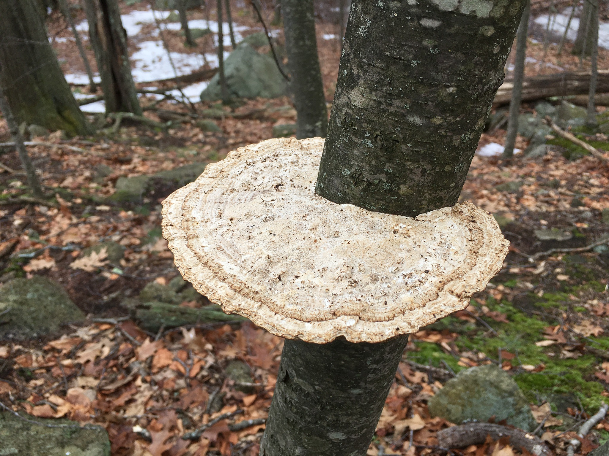 Another Polypore Mushroom (Daedaleopsis confragosa)