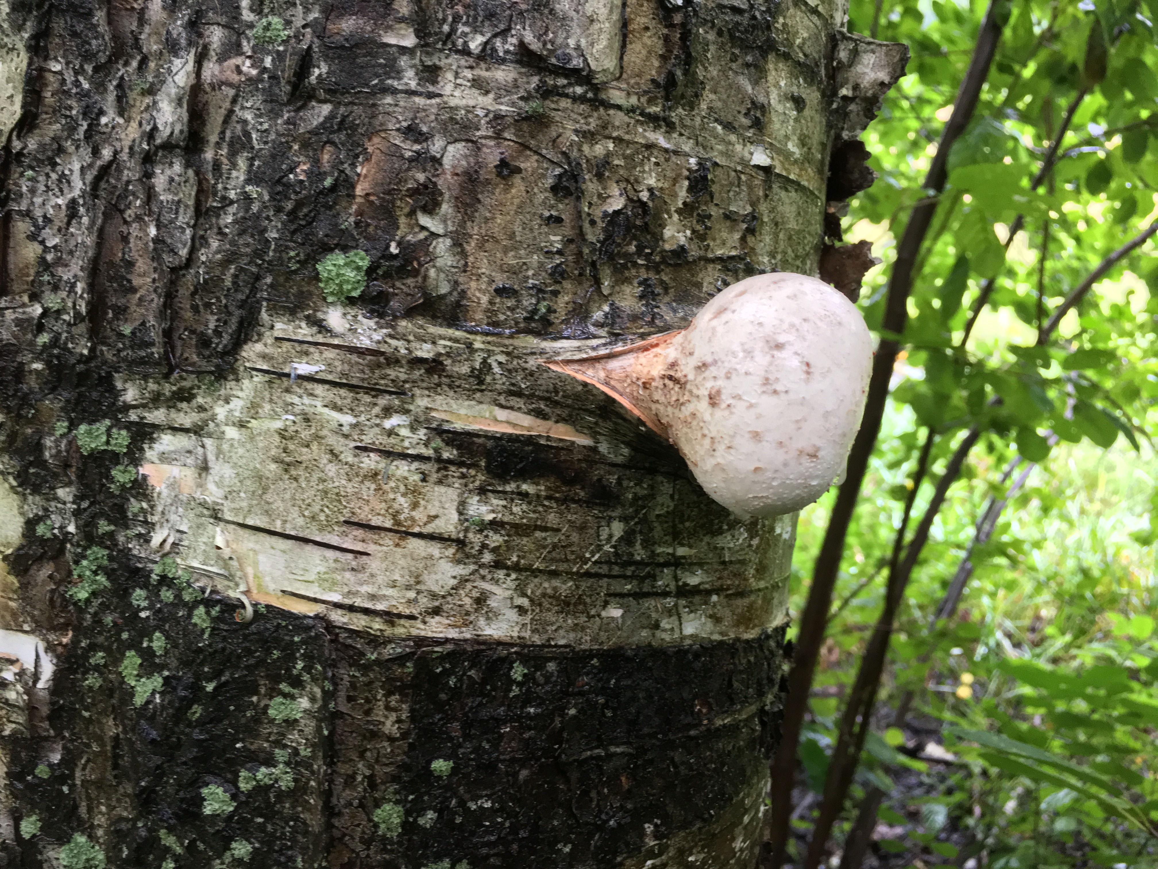 Mushrooms in the Middlesex Fells – Identifications!