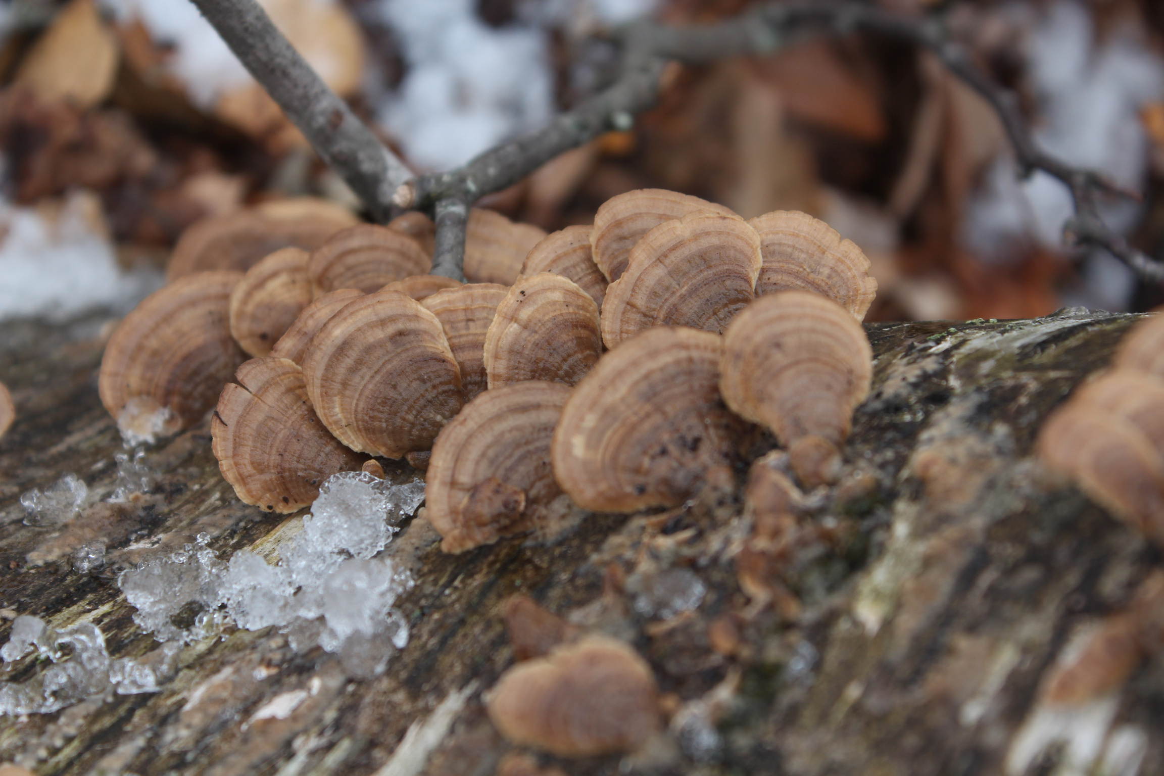 In Search Of Turkey Tail Mushrooms – Failure – but found something else!