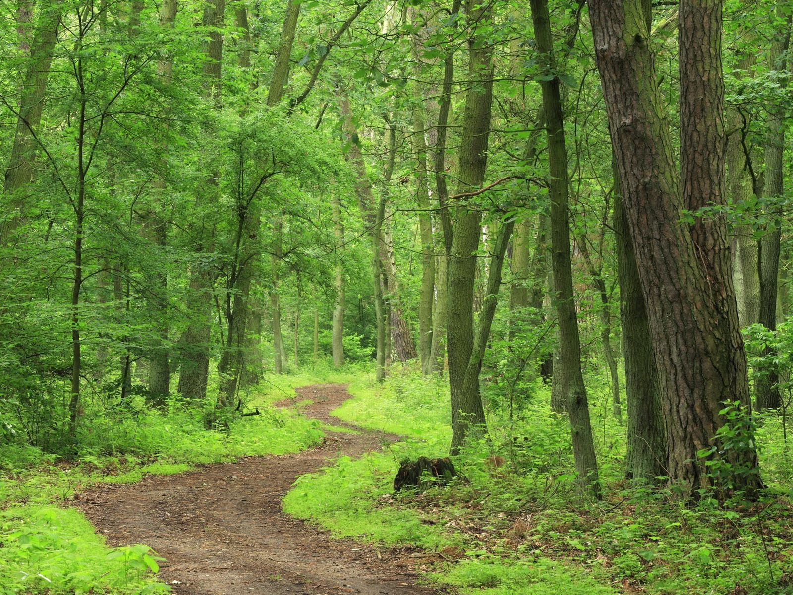 Green earth
