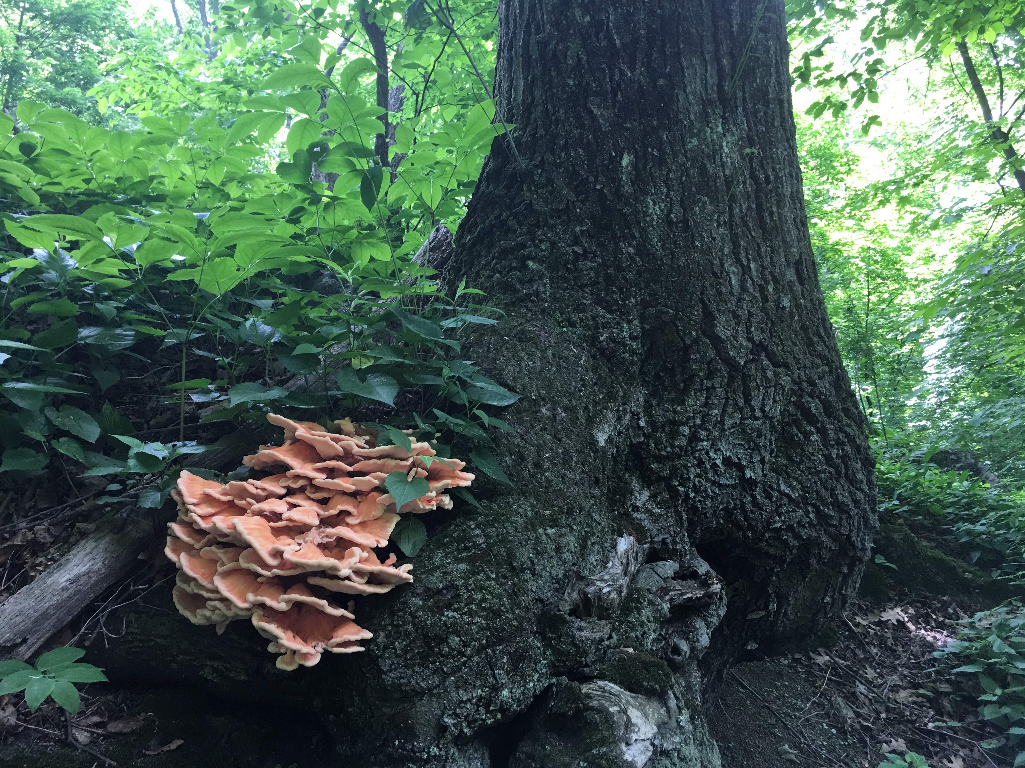 Chicken of the woods