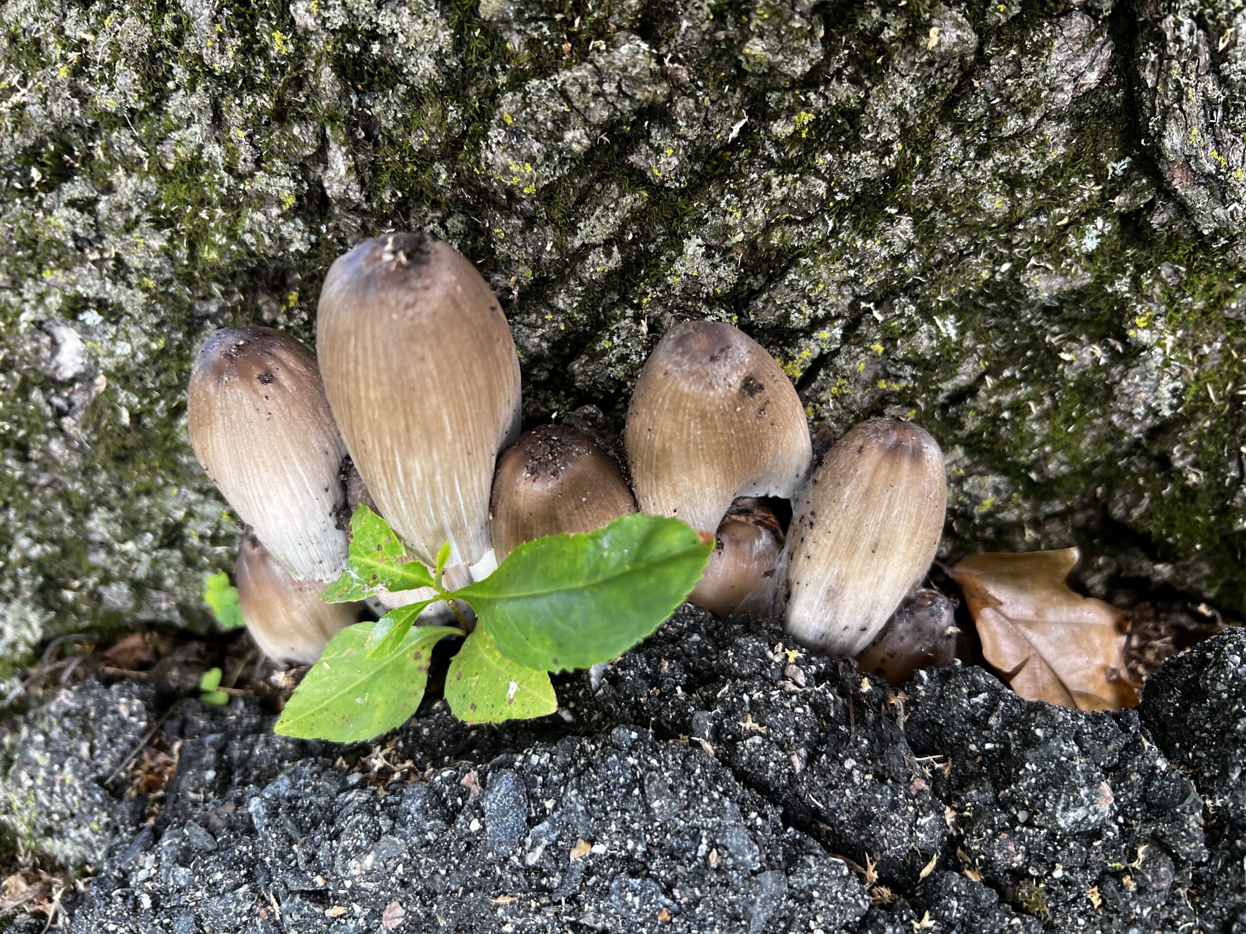 New Mushrooms