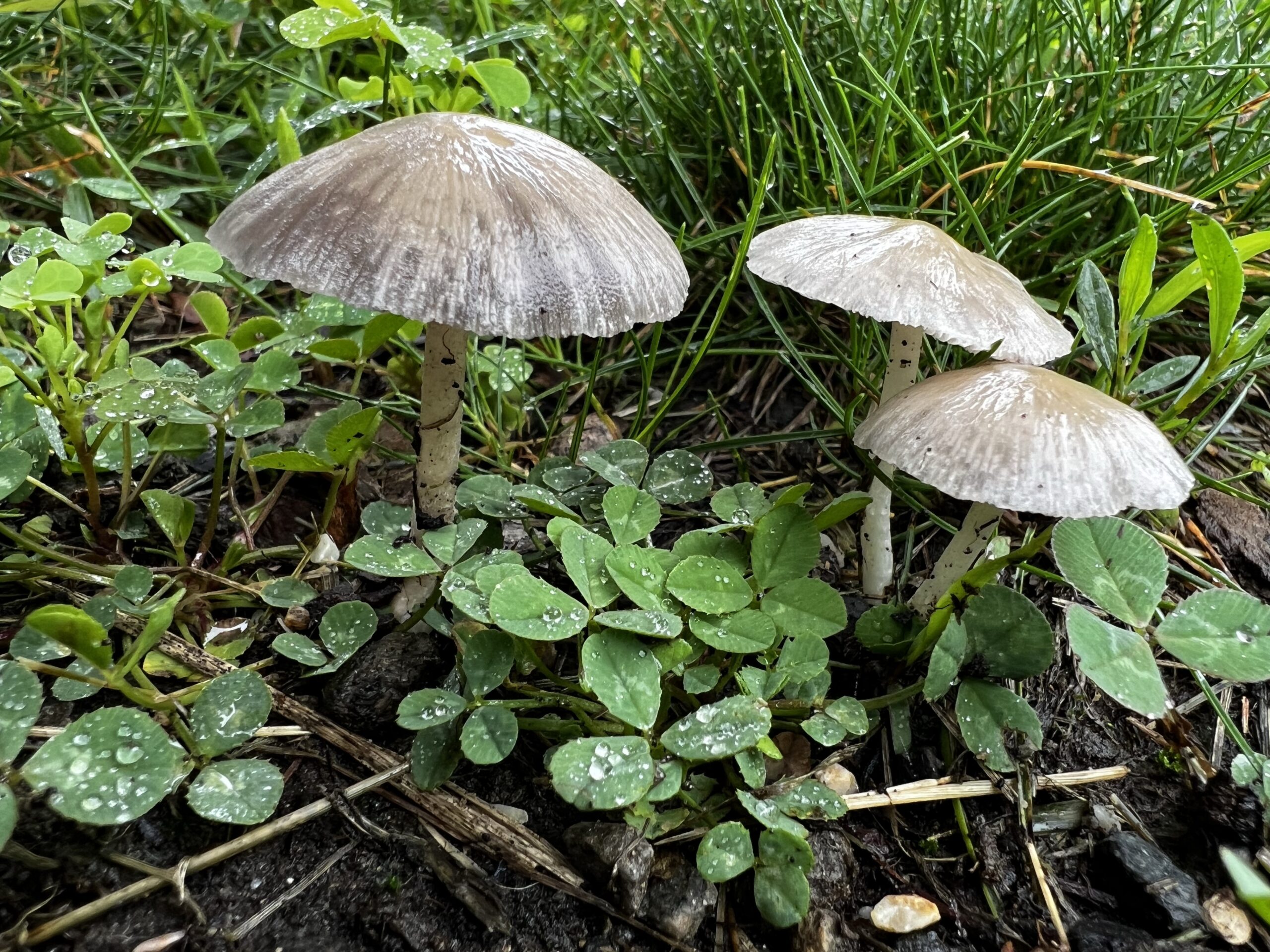 More mushrooms (probably common Ink Cap)