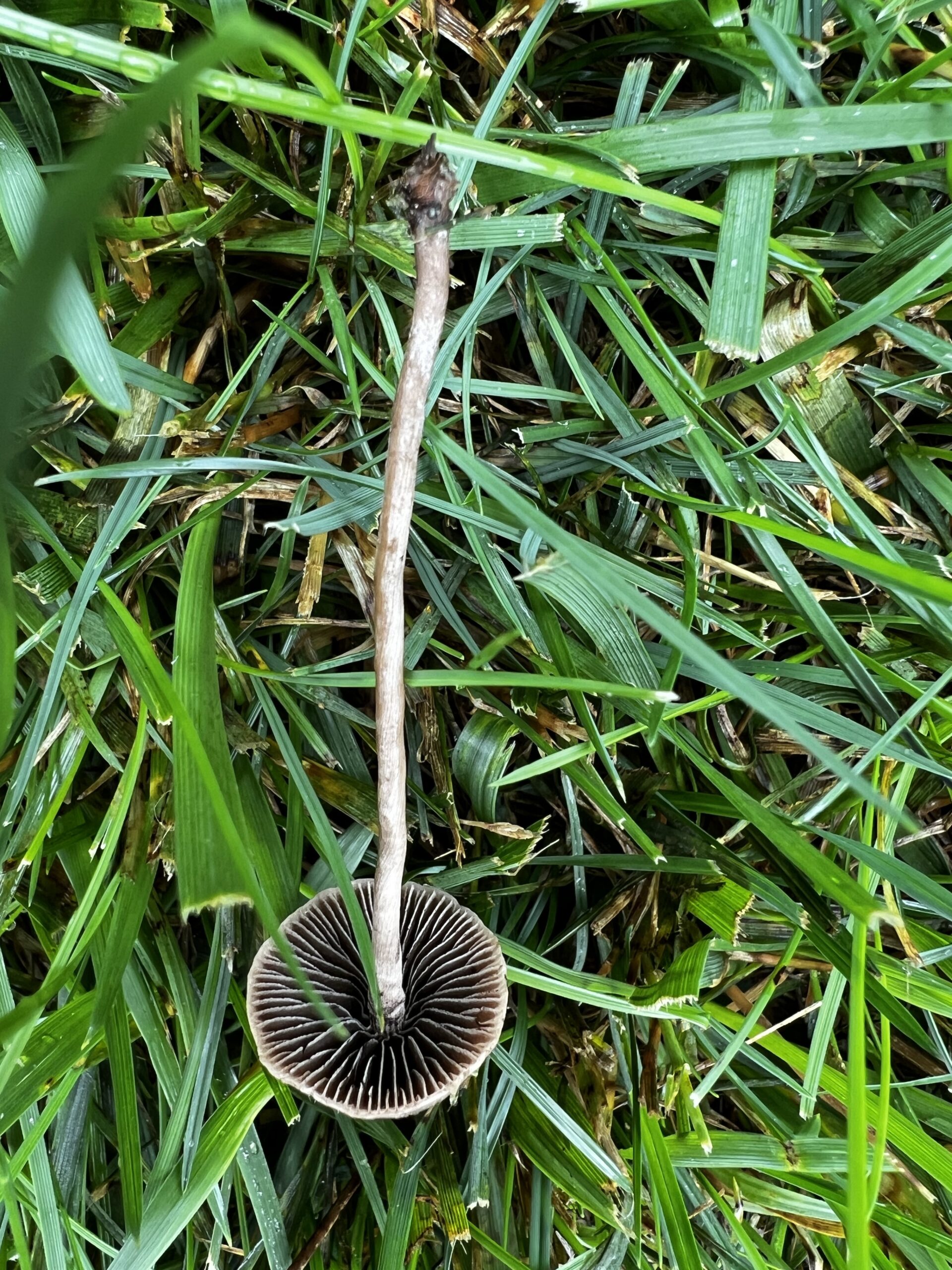 Another mushroom grove: probably Panaeolus sp.