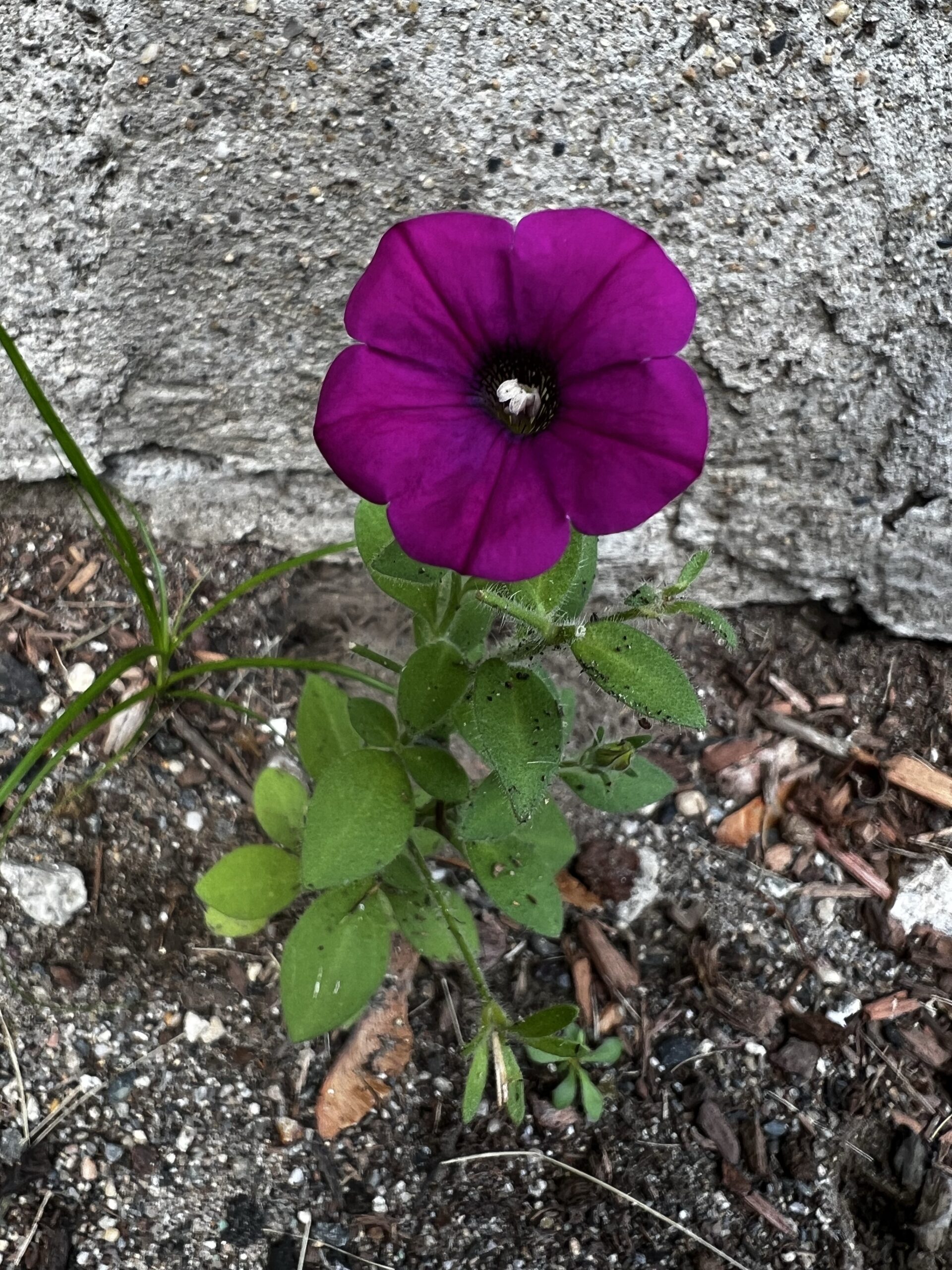 Accidental Flower
