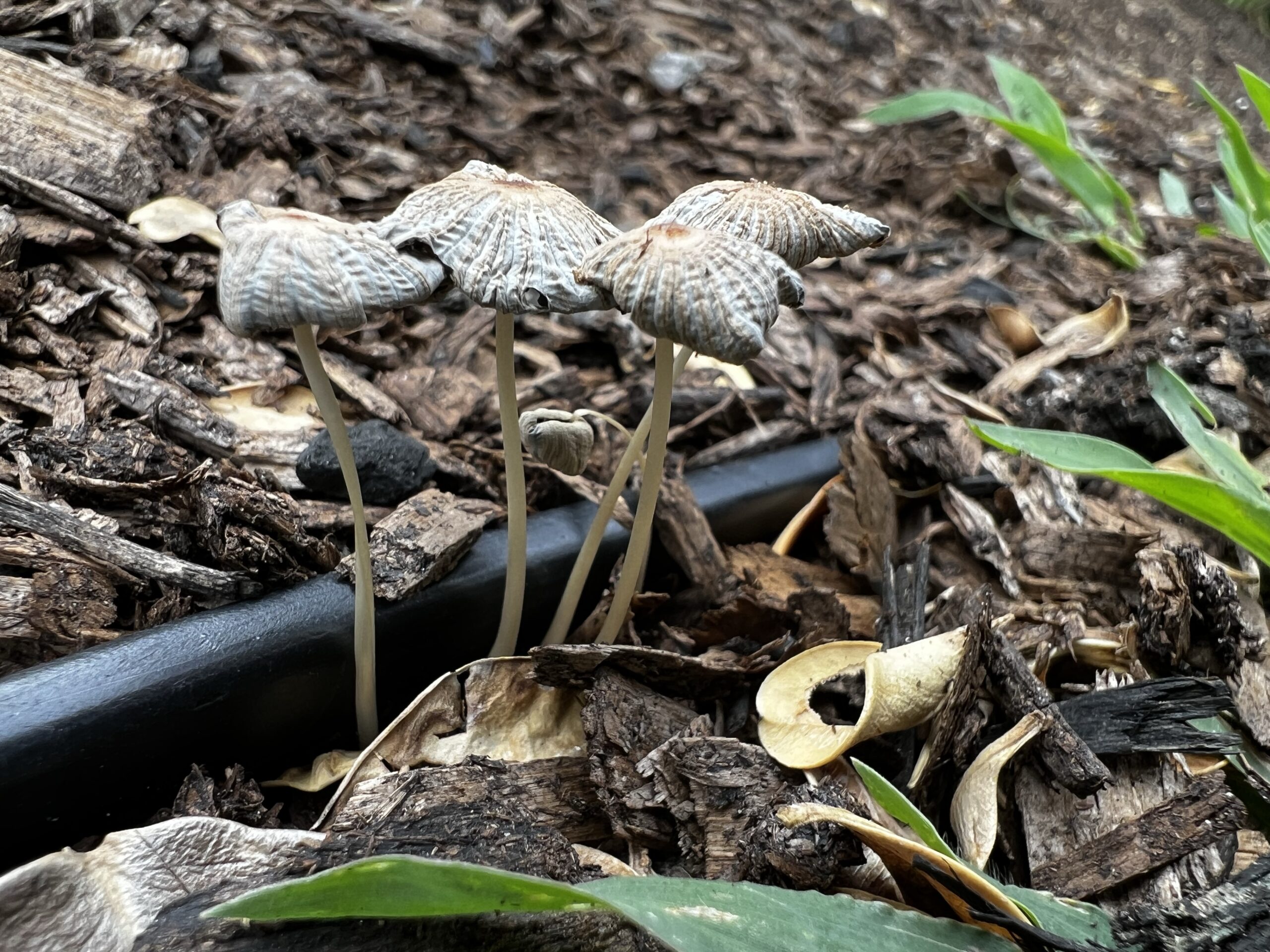 Pleated Inkcaps