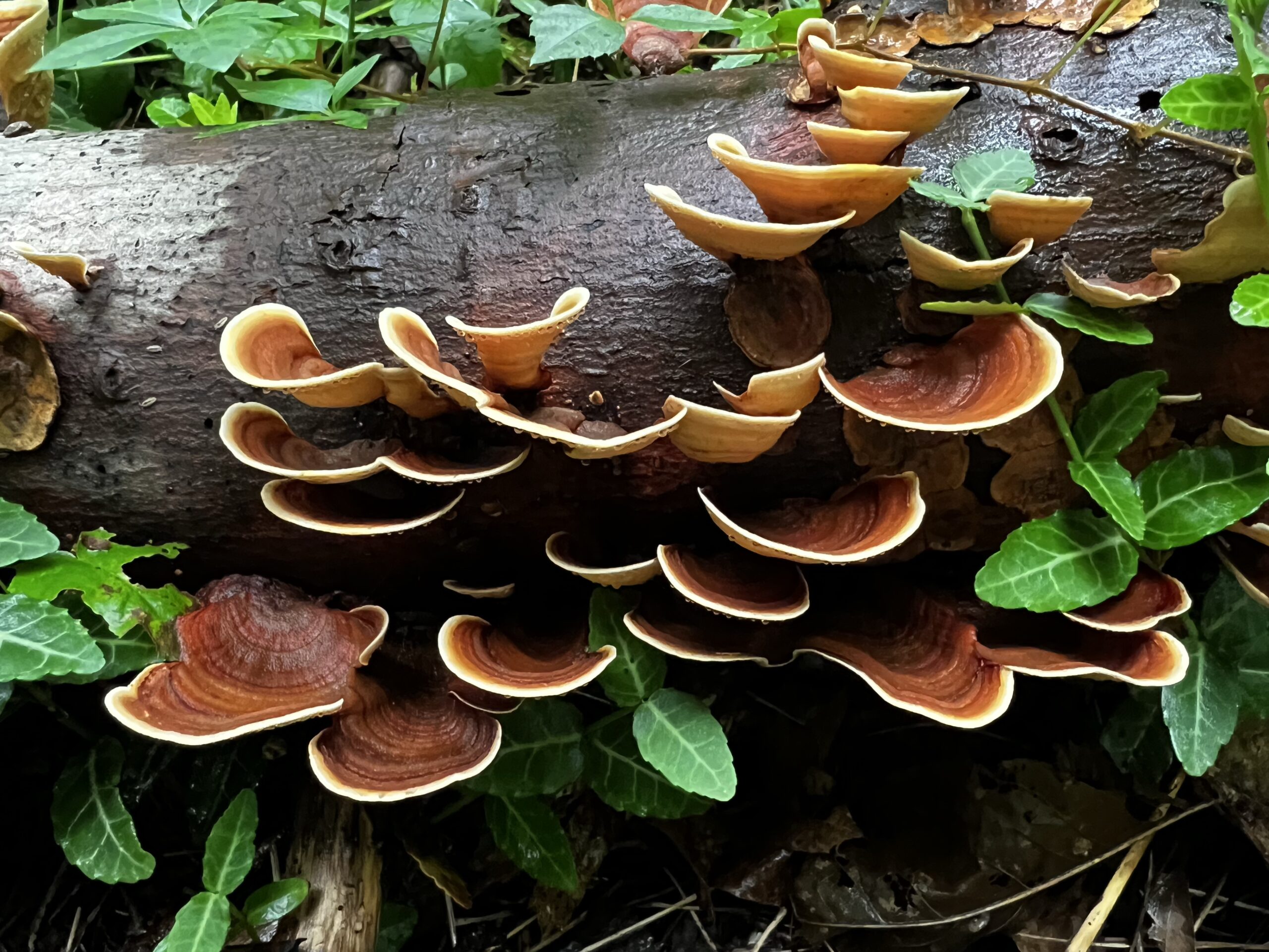 False Turkey Tail: Stereum ostrea.